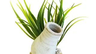 Sydeco Planta Cannon Biscuit 15 cm 380470