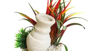 Sydeco Planta Cannon Grass 15 cm 380481