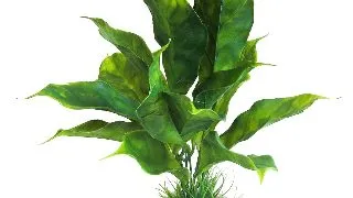 Sydeco Planta Anubias Plant 28 cm 380347