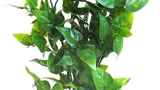 Sydeco Planta Heart-Shaped Leaves 32 cm 380342