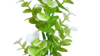 Sydeco Planta Aqua Eucalyptus 23 CM 385002