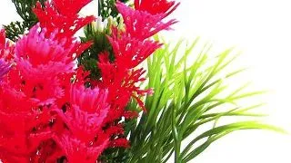Sydeco Planta Magic Fiesta Colours 16 cm 380269