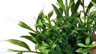 Sydeco Planta Magic Nano Garden 10 cm 380266