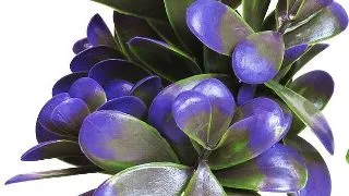 Sydeco Planta Peeble Plant 14 cm 380165