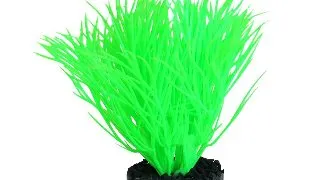 Sydeco Planta Sunny Plant 11 cm 380163