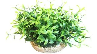 Sydeco Planta Amazon Vivarium 10 cm 385107