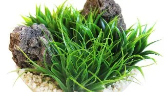 Sydeco Planta Arizona Vivarium 9 cm 385109