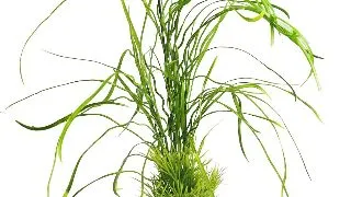 Sydeco Planta Lily Grass Maxi 45 cm 350152