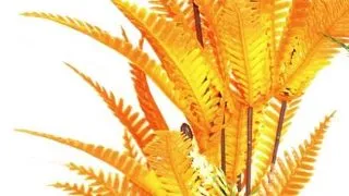 Sydeco Planta Fern XL 35 cm 350149