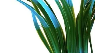 Sydeco Planta Papyrus Medium 15 cm 350145