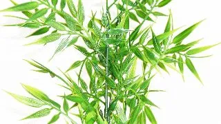 Sydeco Planta Bamboo Pick 20 cm 350127