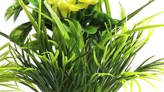 Sydeco Planta Blooming 15 cm 350116