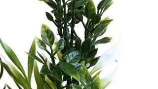 Sydeco Planta Tropica Bouquet 20 cm 350107
