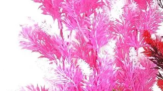 Sydeco Planta Aquaplant Color Hedge 24 cm 349903