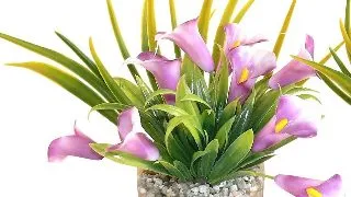 Sydeco Planta Cala Lily 9 cm 349616