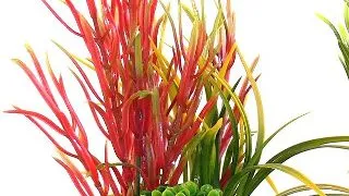 Sydeco Plante Islet Plant 22cm 349649
