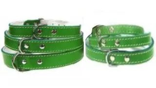 Pet Expert Zgarda Pasla Verde - nr-4
