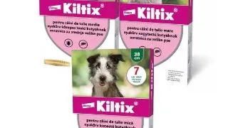 Kiltix  Zgarda Caine - mica