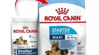 Royal Canin Maxi Starter Mother & Babydog gestatie/ lactatie pui hrana uscata caine 15 kg