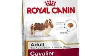 ROYAL CANIN Cavalier King Charles Adult 1.5 kg