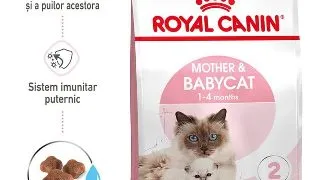 Royal Canin  Mother  BabyCat hrana uscata pisica, mama si puiul, 4 kg