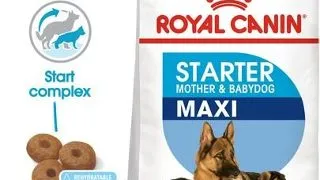 ROYAL CANIN Maxi Starter Mother&Babydog gestatie/ lactatie pui hrana uscata caine 30 kg (2 x 15 kg)