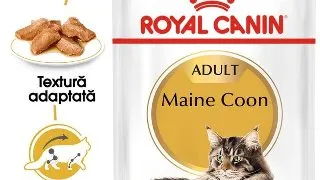 Royal Canin Maine Coon Adult hrana umeda pisica (in sos), 12 x 85 g
