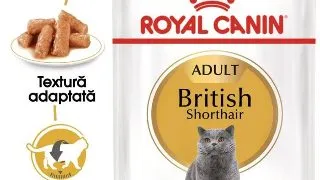 Royal Canin British Shorthair Adult hrana umeda pisica (in sos), 12 x 85 g