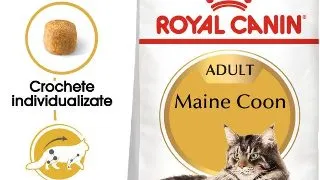 Royal Canin Maine Coon Adult hrana uscata pisica, 10 kg