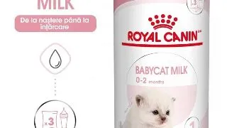 Royal Canin BabyCat Milk inlocuitor lapte matern pisica, 300 g