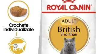 Royal Canin British Shorthair Adult hrana uscata pisica, 2kg