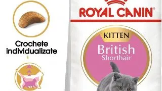 Royal Canin British Shorthair Kitten hrana uscata pisica junior, 400g