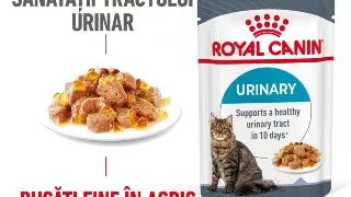 Royal Canin Urinary Care Adult hrana umeda pisica, sanatatea tractului urinar (in aspic), 12 x 85 g