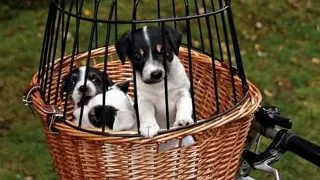 TRIXIE Cos transport pentru bicicleta, din rachita