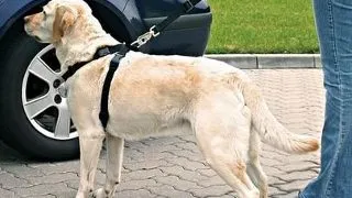 TRIXIE Ham de masina pentru caini L