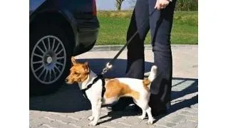 TRIXIE Ham de masina pentru caini M