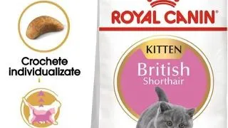 ROYAL CANIN Kitten British Shorthair 20 kg (2 x 10 kg) hrana uscata pentru pisoi British Shorthair de pana la 12 luni
