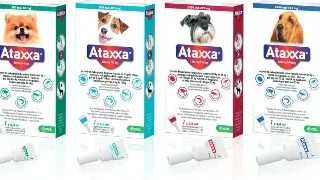 Ataxxa Caine, 1 pipeta