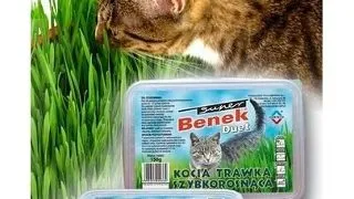 Benek Iarba matei cu crestere rapida container divizat