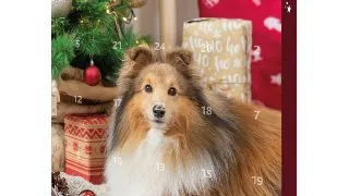TRIXIE Christmas Advent Calendar, XS-XL, cutie recompense caini, 390g