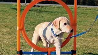 TRIXIE Agility Ring, jucarie obstacol caini, plastic, 65cm, albastru cu portocaliu