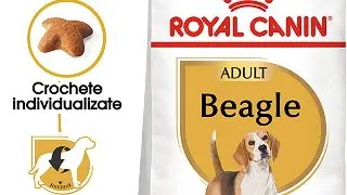 ROYAL CANIN Beagle Adult, hrana uscata caini, 3kg