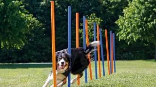 TRIXIE Agility Slalom, jucarie interactiva caini, plastic, 115cm x 3cm, 12buc, albastru/portocaliu