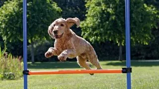 TRIXIE Agility Hurdle, jucarie obstacol caini, plastic, 129cm x 115cm x 3cm, albastru cu portocaliu