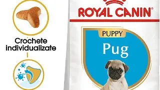 ROYAL CANIN Pug Puppy, hrana uscata caini junior, 1.5kg