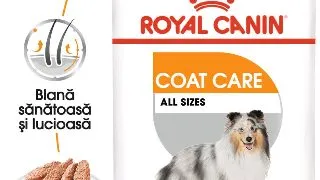 ROYAL CANIN Coat Care Adult, hrana umeda caini, blana sanatoasa si lucioasa, (pate), 85g