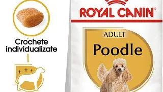 ROYAL CANIN Poodle Adult, hrana uscata caini, 1.5kg