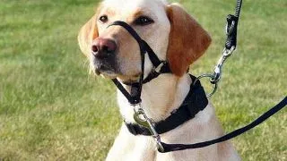Trixie Top Trainter Headcollar, L, 31 cm, 50-57 cm