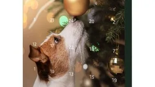 TRIXIE Christmas Premio Advent Calendar, XS-XL, cutie recompense caini, 390g