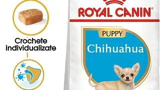 ROYAL CANIN Chihuahua Puppy, hrana uscata caini junior, 1.5kg